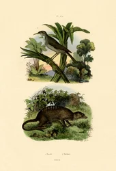 Tangara, 1833-39
